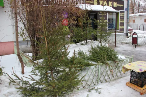 В Ярославле проходят рейды по местам торговли живыми елками