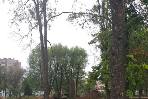 «Мешают трактору»: в ярославском парке подрядчик вырубает липы