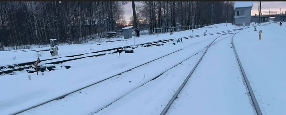 В Ярославской области поезда сбили трех лосей