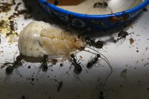 Новых обитателей ярославского зоопарка прислали посылкой из Комсомольска на Амуре