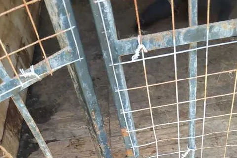 «Шанс на жизнь отсутствует»: волонтеры ярославского приюта выступили с открытым письмом 
