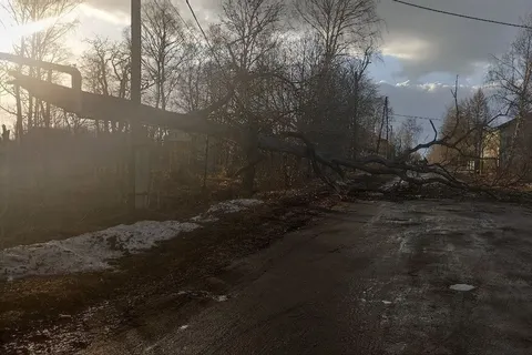 Прокуратура Тутаева проверит обстоятельства падения дерева на ребенка