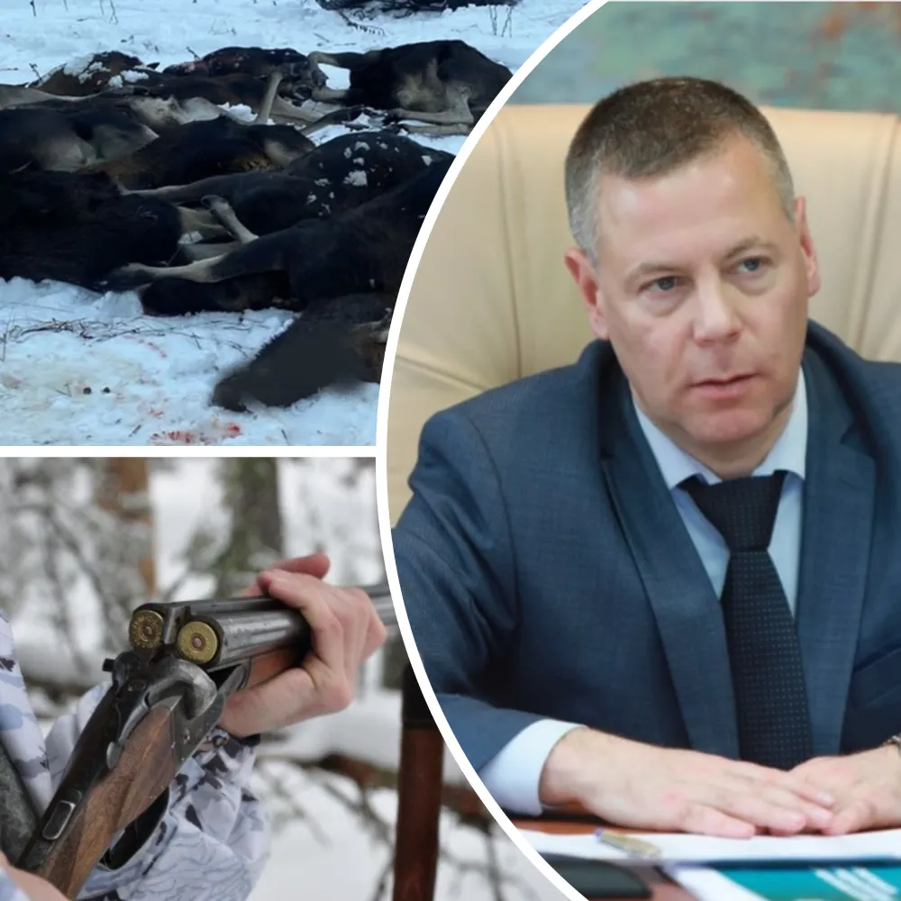 Ярославский губернатор пообещал наказать всех виновных в расстреле лосей