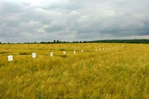В Ярославской области начали выращивать пивоваренный ячмень