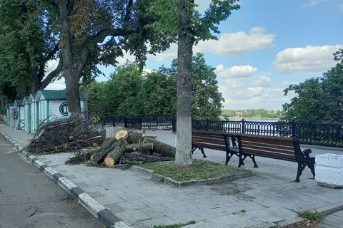 В Ярославле на Волжской набережной вырубают липы