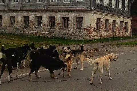 В Ярославской области появился «город бродячих псов»