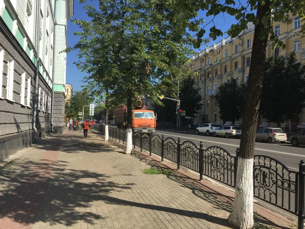 Липовый «геноцид»: в центре Ярославля спиливают липы