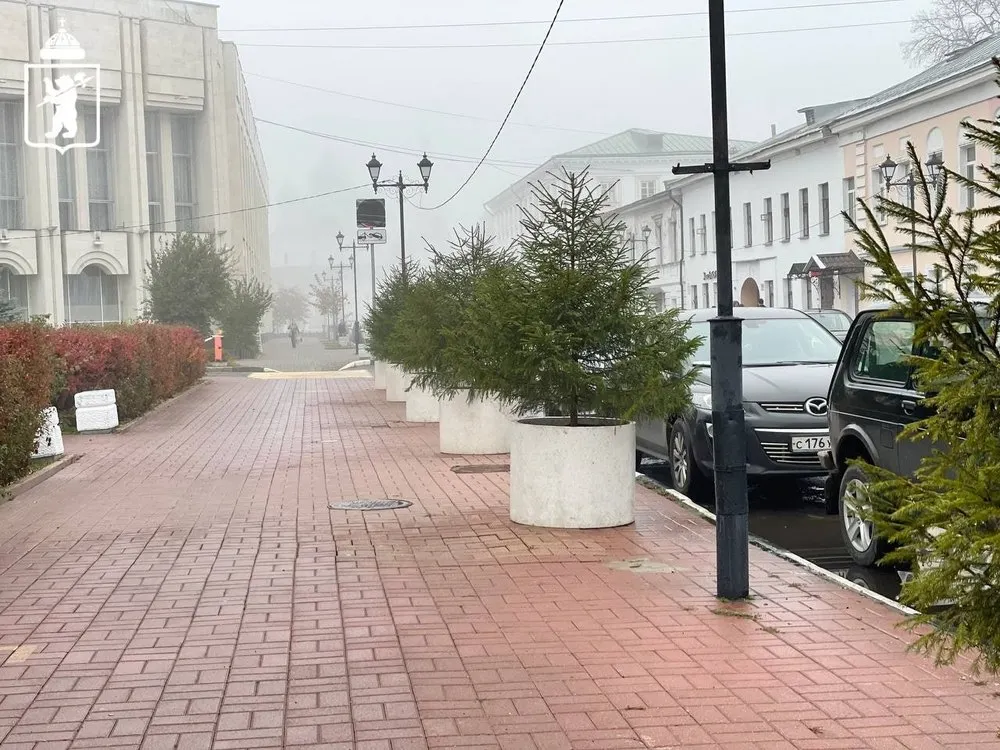 В центре Ярославля вместо яблонь посадили ели в кадках