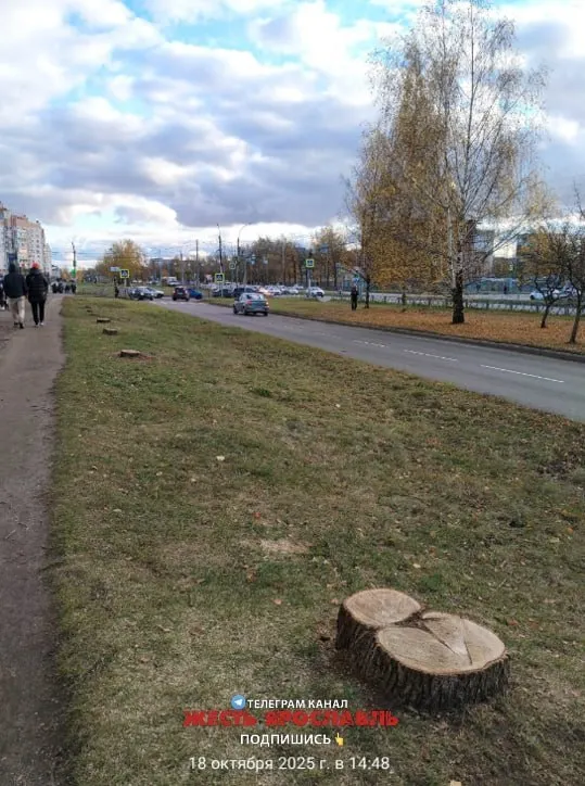 Жители Брагино сообщили о вырубке деревьев 