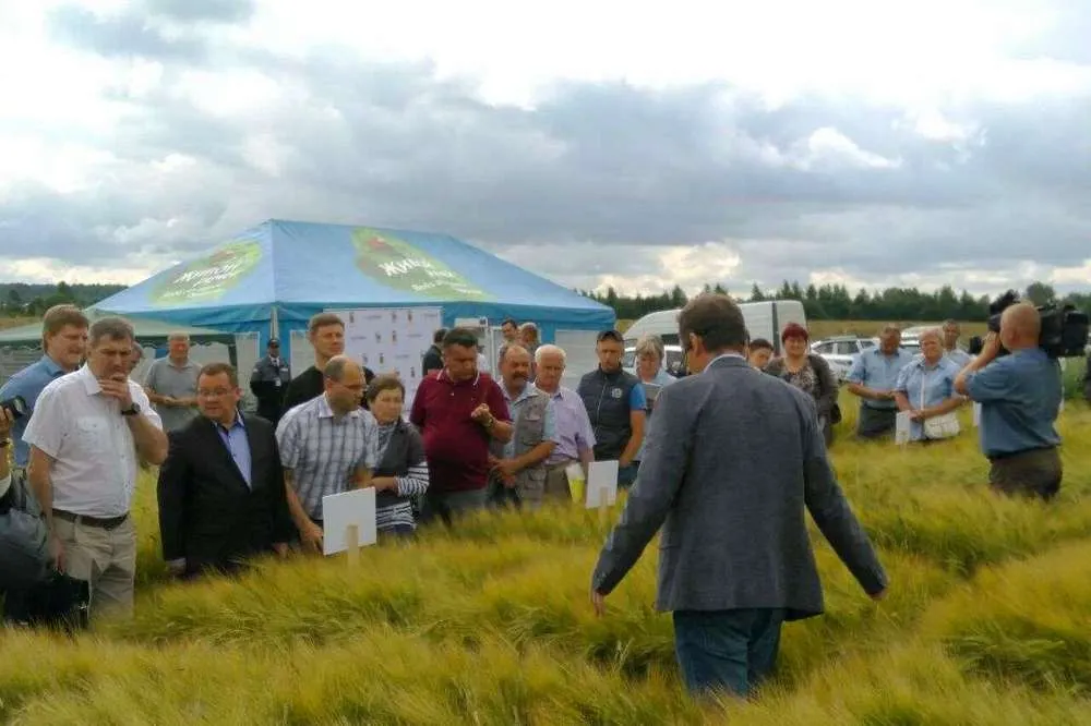 В Ярославской области начали выращивать пивоваренный ячмень