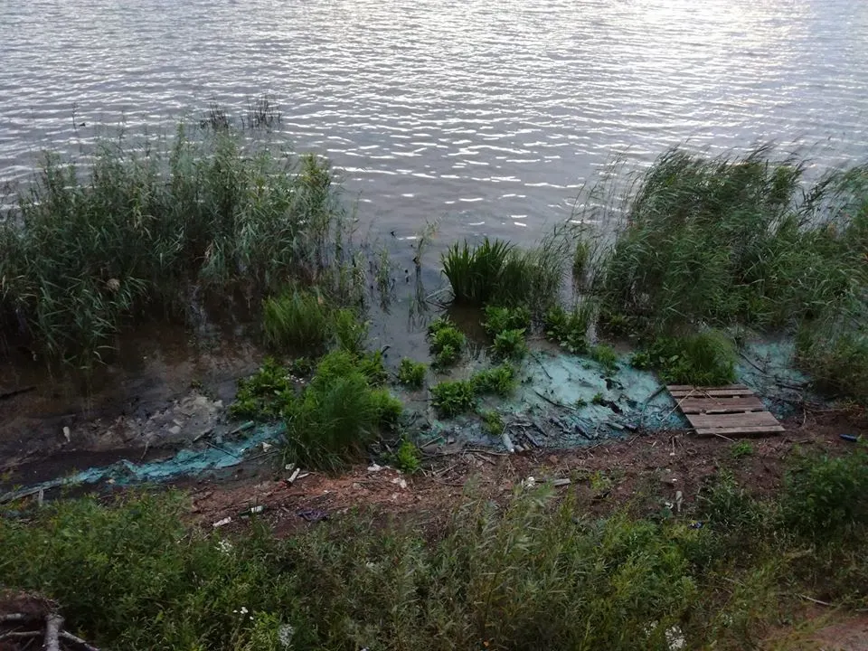 Администрация Заволжского района Ярославля: мусор убрали, борщевик скосили