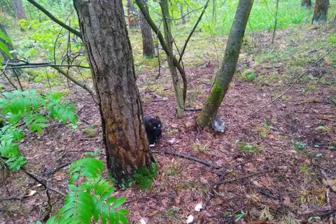 «Ели хлеб»: в Ярославле кошачье семейство бросили на Прусовских карьерах