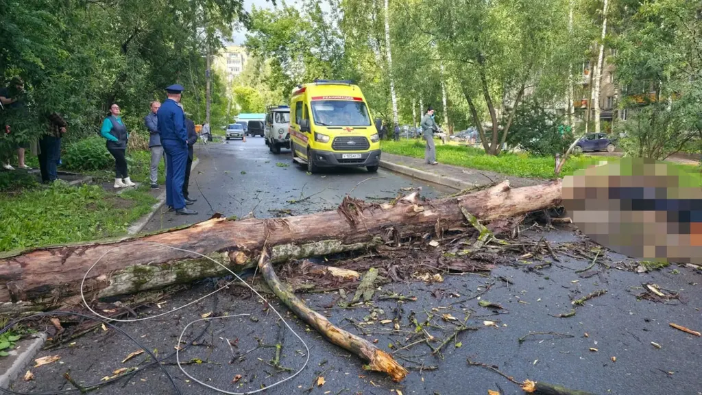 В Ярославле упавшее дерево насмерть придавило человека