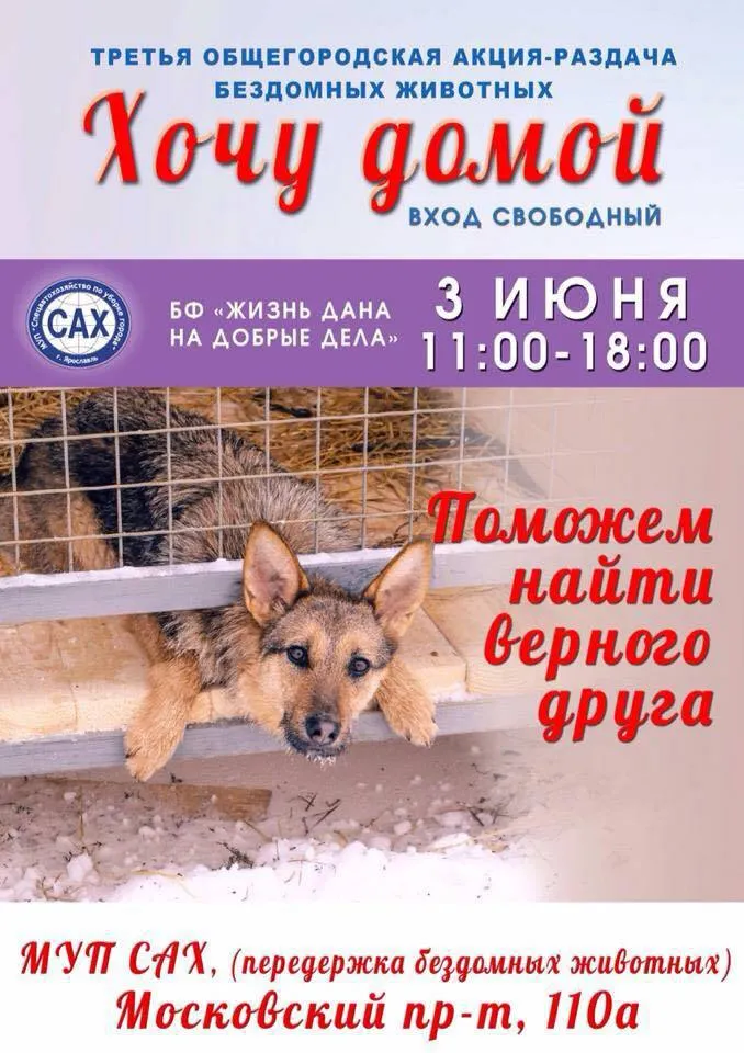 В Ярославле пройдет акция по бесплатной раздаче животных