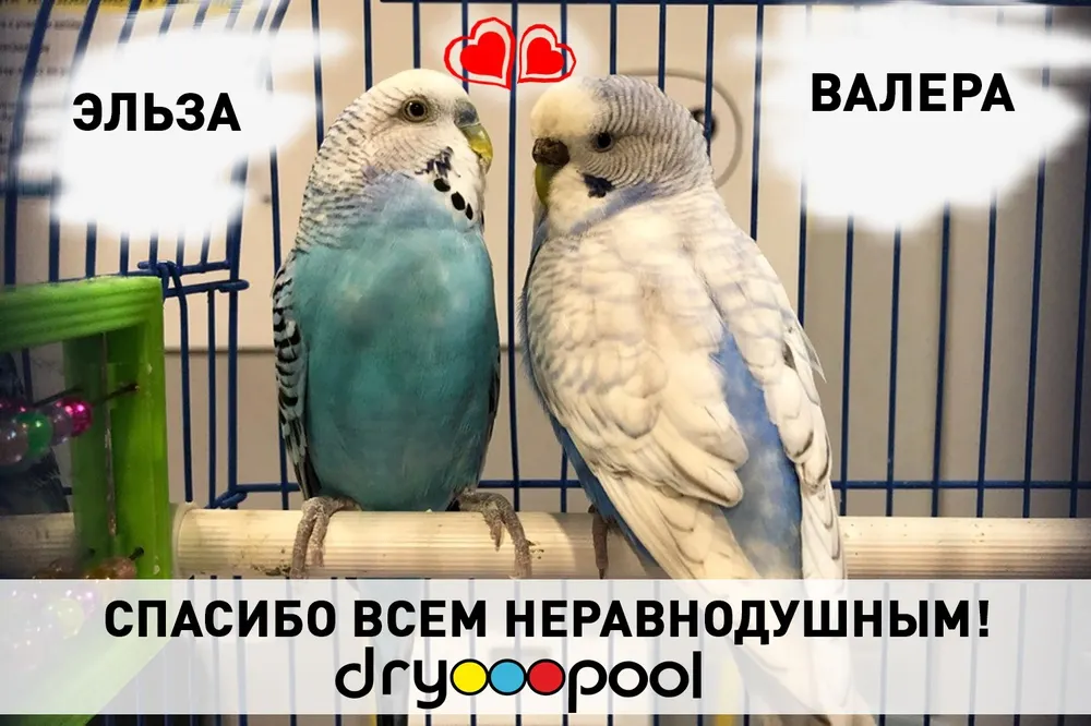Возвращение блудного Валеры: трогательная история из Ярославля 