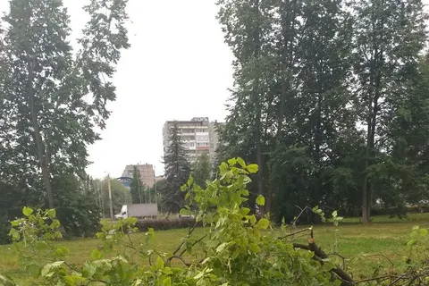 «Мешают трактору»: в ярославском парке подрядчик вырубает липы