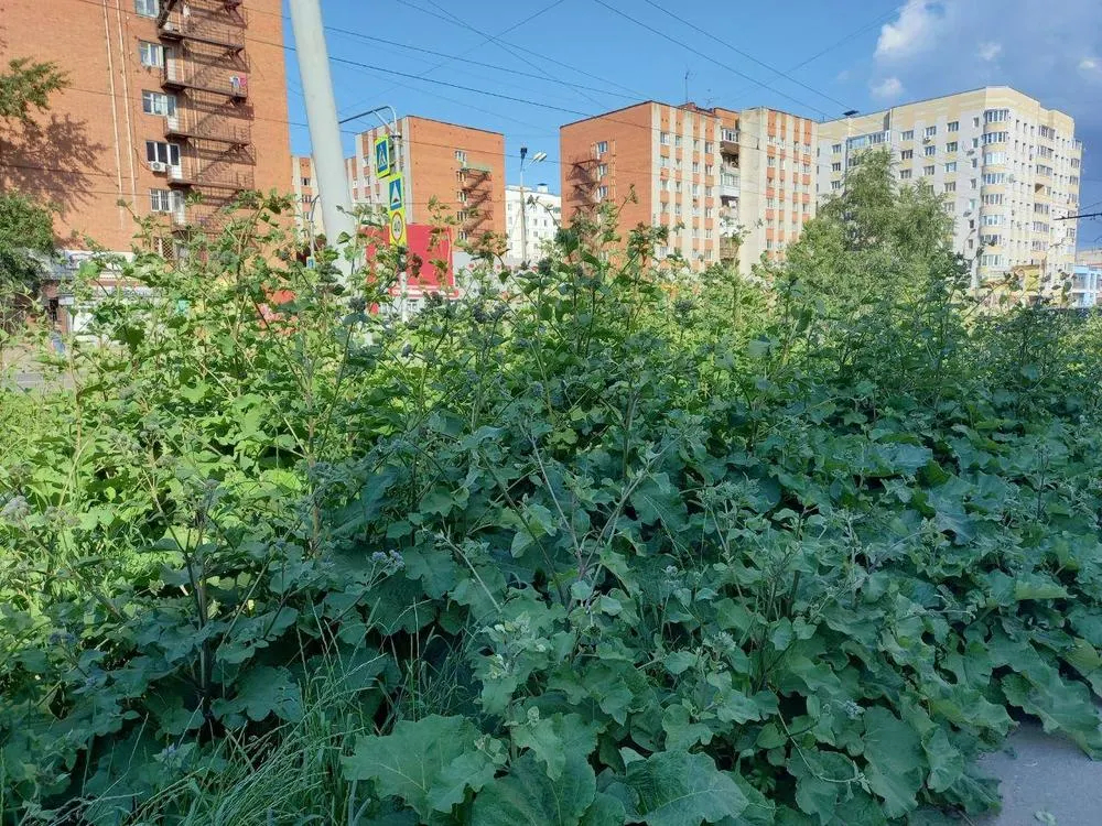 Власти Ярославля вырастили рекордный урожай репейника