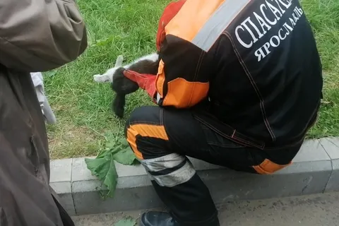 Ярославский кот едва не уехал в Ростов-на-Дону