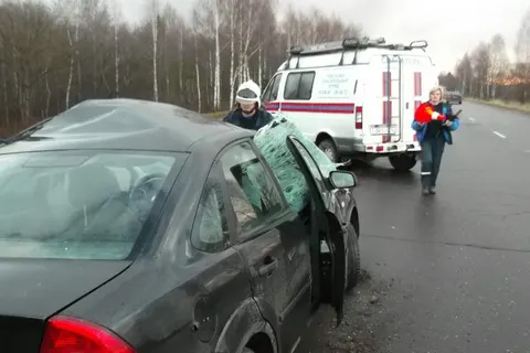 В Ярославской области иномарка сбила сохатого
