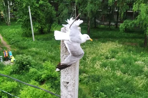 В Ярославле спасатели помогли чайке