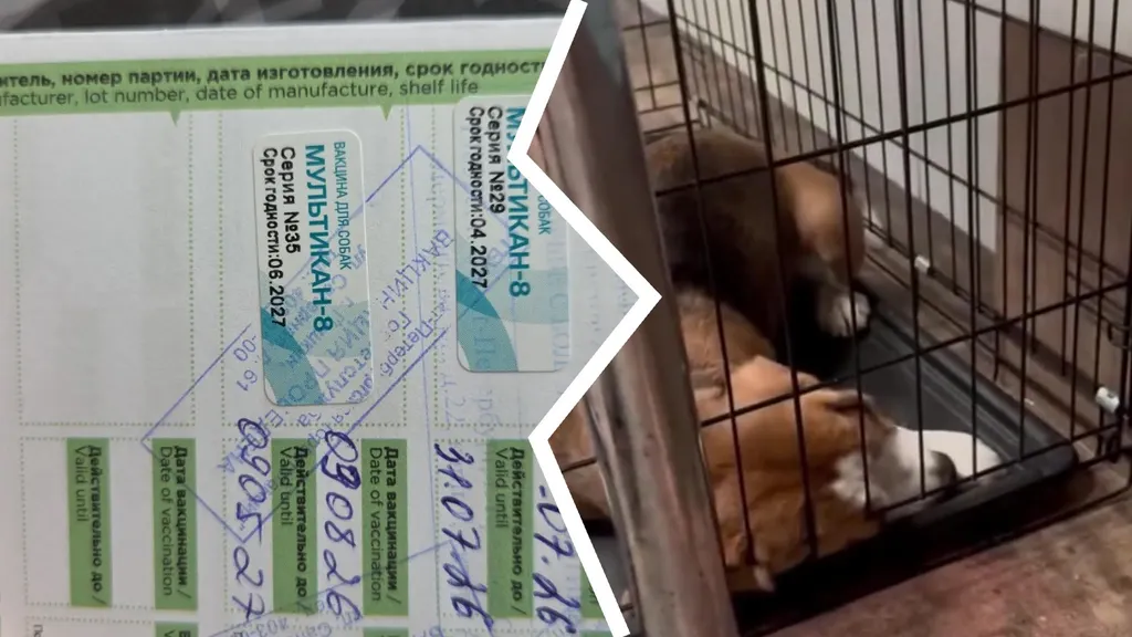 В Ярославской области собаки гибнут после вакцинации