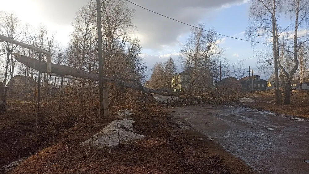 Яроблводоканал заплатит за упавшее на подростка в Тутаеве дерево