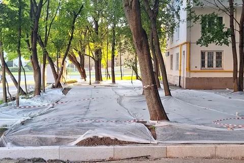 В Рыбинске новые газоны могут не вырасти из-за голубей