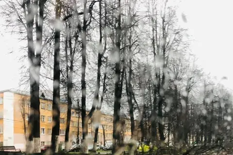 В Ярославле ураган повалил деревья: затруднено движение на проспекте Ленина
