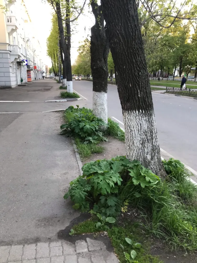 В центре Ярославля разрастается борщевик