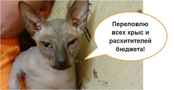 Кот Валера: «конкуренты меня заметили» 