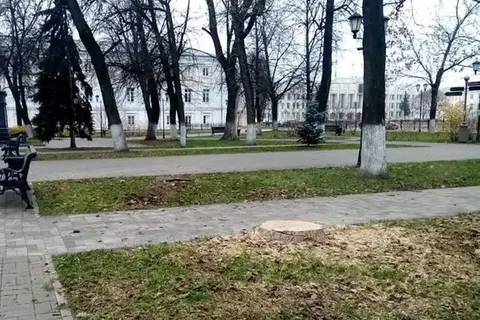 В Ярославле расследуют вырубку деревьев в Демидовском сквере
