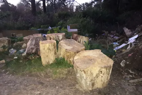 В Ярославской области в дубовой роще устроили огромную свалку: видео