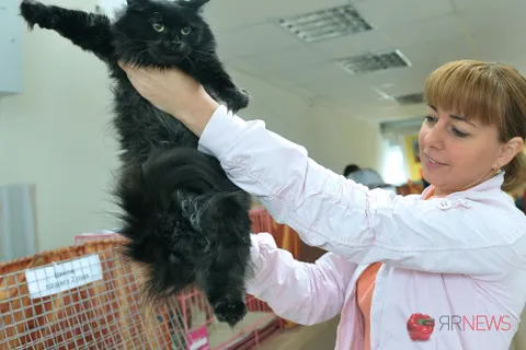 В Ярославле прошла международная выставка кошек. Фоторепортаж