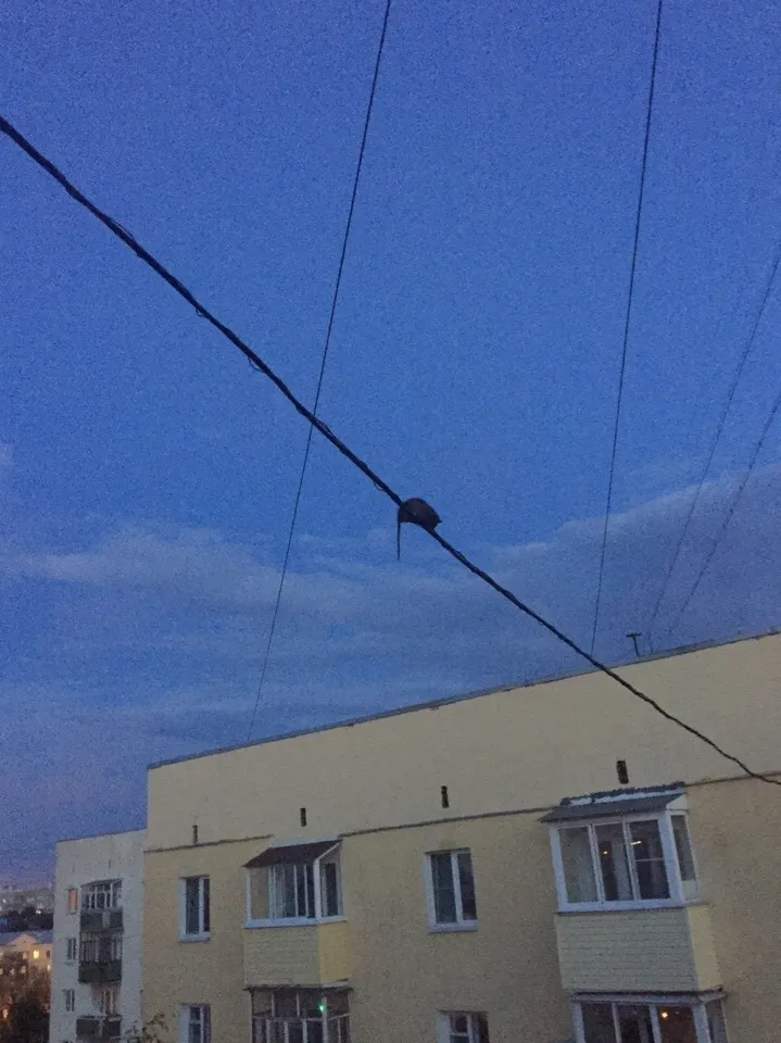 Смертельный номер: в Ярославле появилась крыса-канатоходец