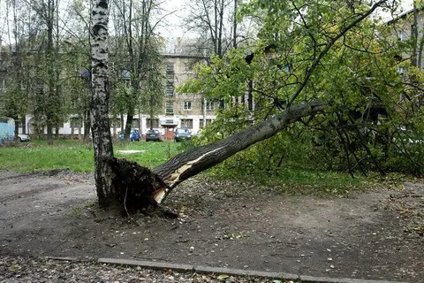 В Ярославле с последствиями урагана борется «Горзеленхозстрой»