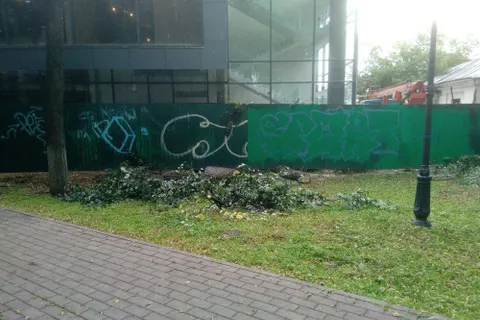 В Ярославле во Власьевском сквере опять обрезали липы