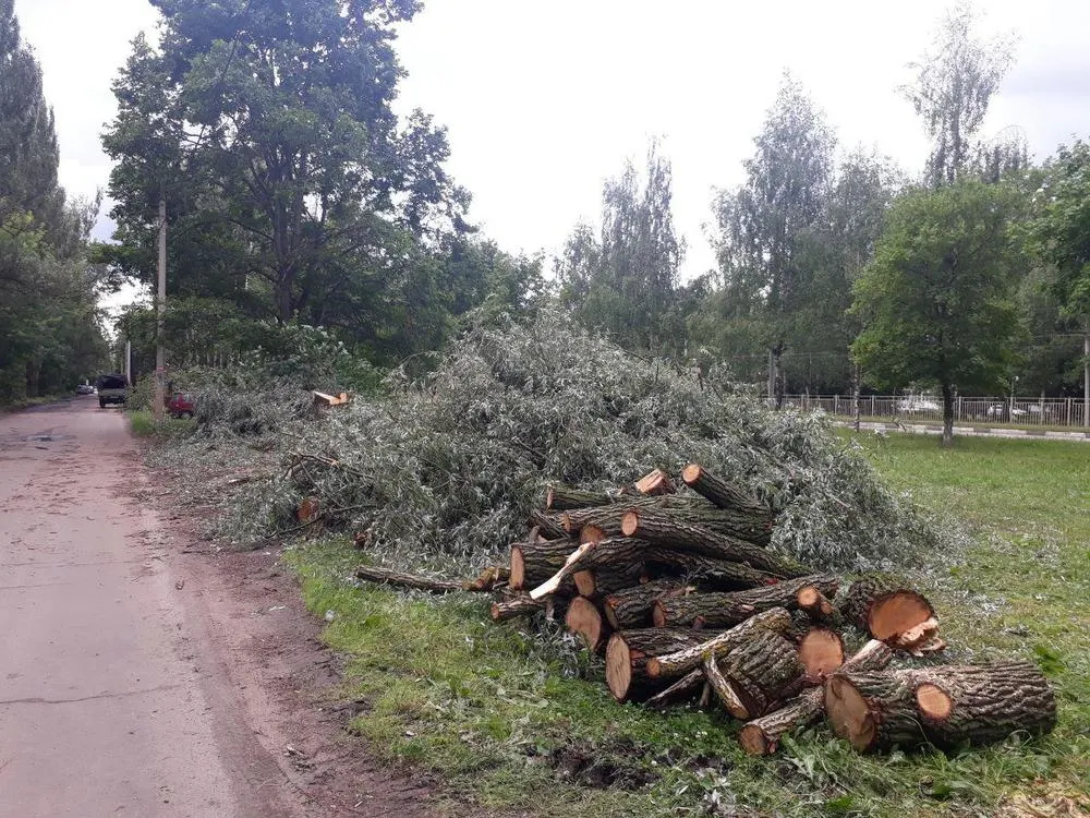 Ярославцы возмущены «лесоповалом» в рамках нацпроекта БКД