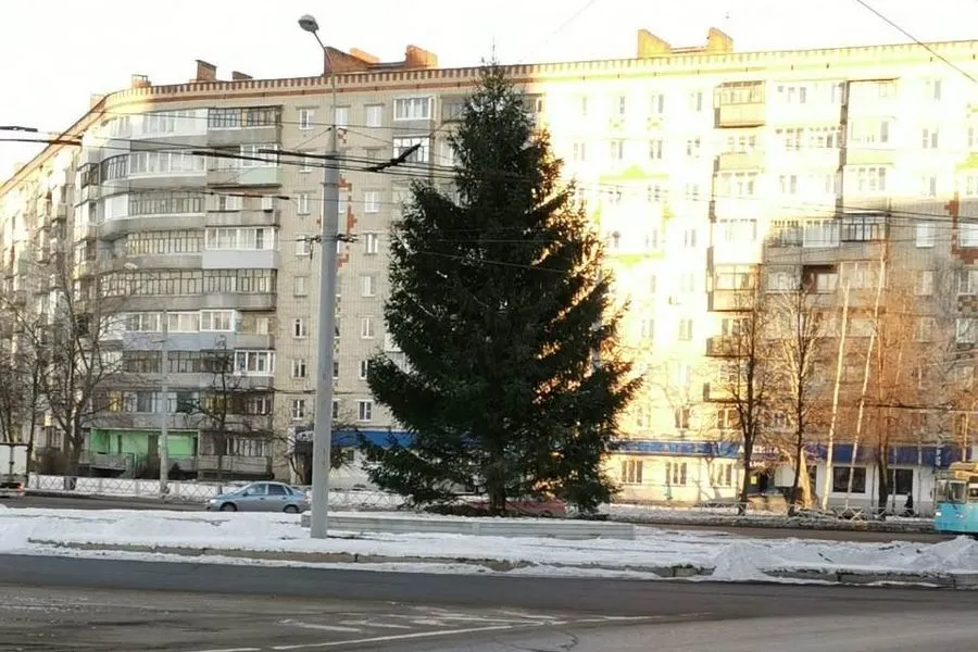 Житель Рыбинска подарил городу живую ель