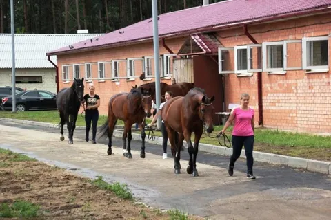 В Ярославской конноспортивной школе открылась новая конюшня