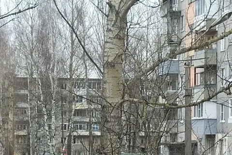 Ночью в Ярославле на машину рухнуло дерево