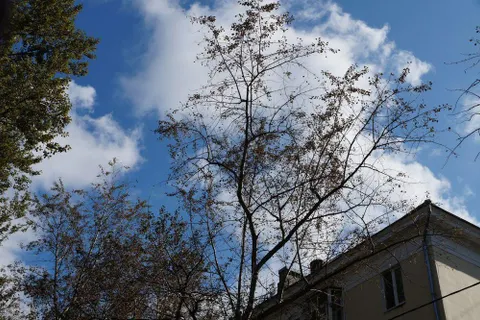 В Ярославле обсудили причины гибели деревьев в городе