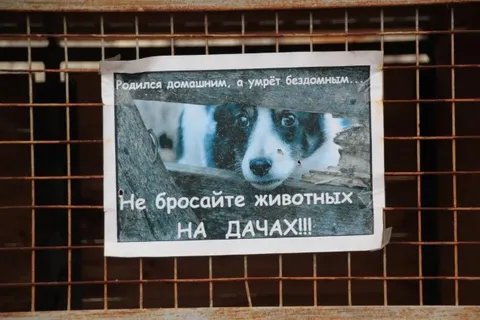 В преддверии зимы ярославцам предлагают взять домой четвероного друга