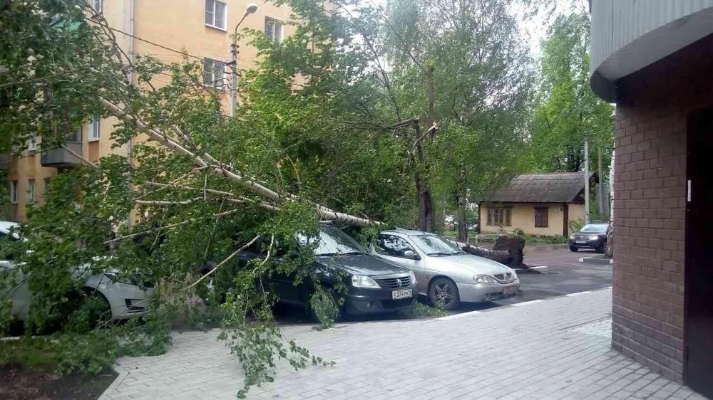 В Ярославле ураган свалил большое дерево
