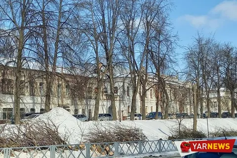 В Ярославле с болезнью деревьев решили бороться кардинально – вырубкой