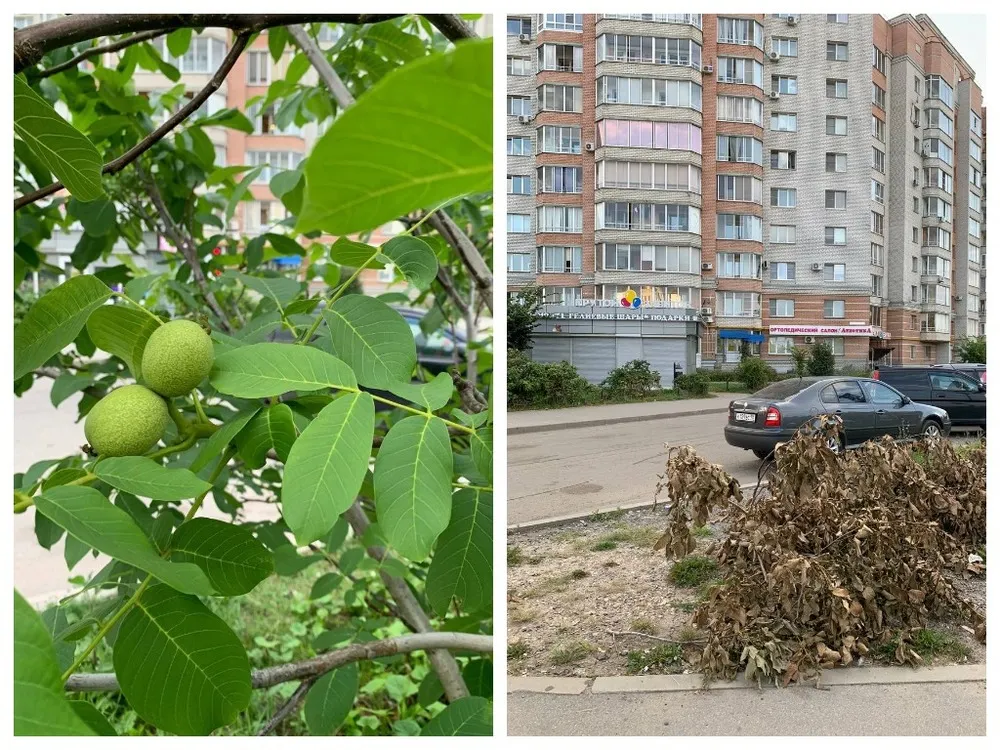 В Ярославле при благоустройстве спилили дерево с грецкими орехами