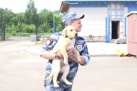 Ярославские полицейские передали спасателям щенка лабрадора