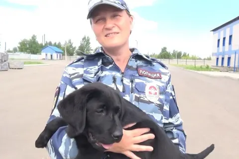 Ярославские полицейские передали спасателям щенка лабрадора