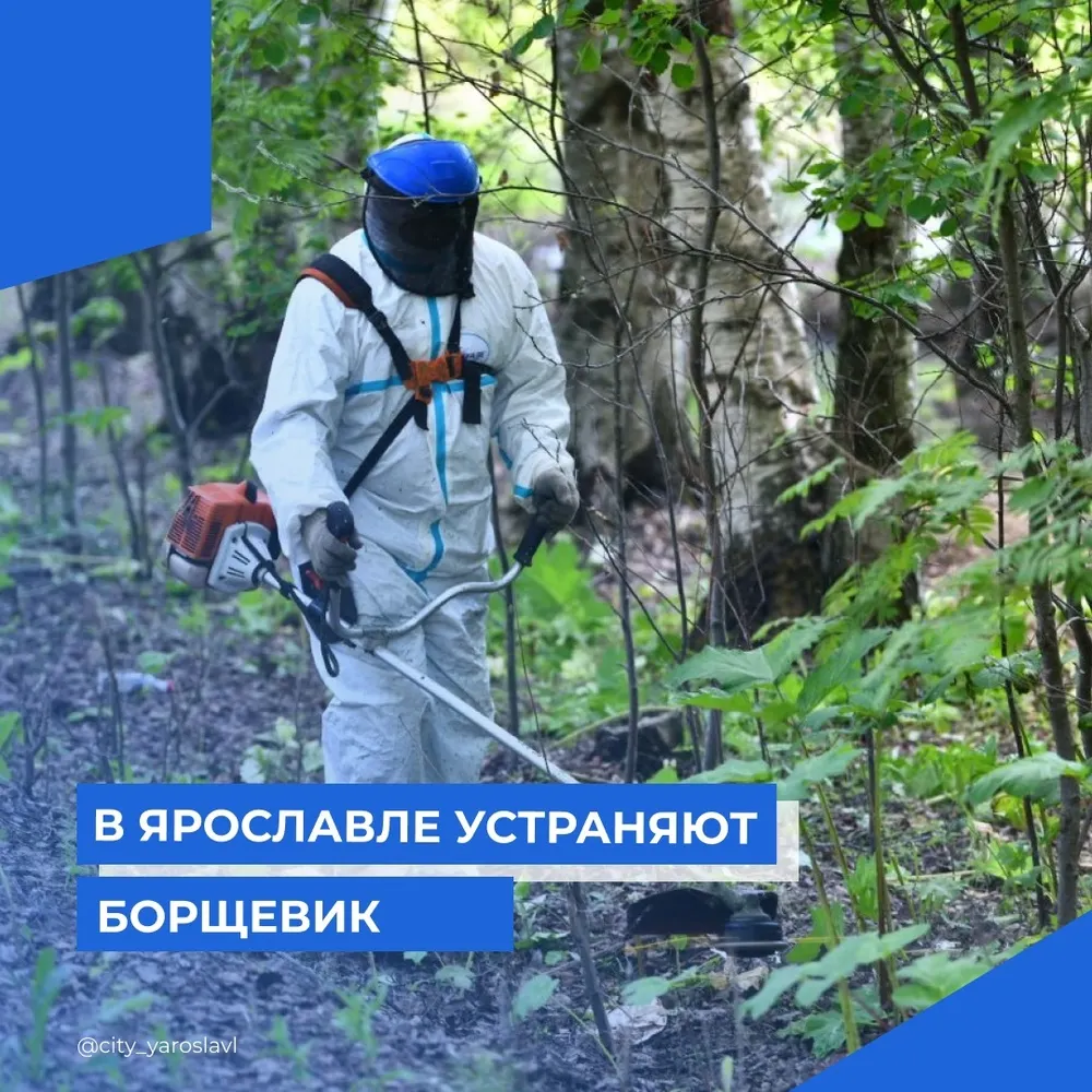 В Ярославле от борщевика обработают 28 гектаров земли