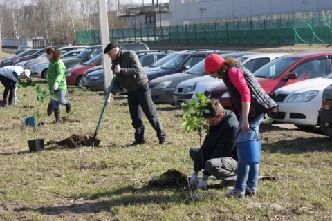 В Ярославле сажали каштаны и лиственницы