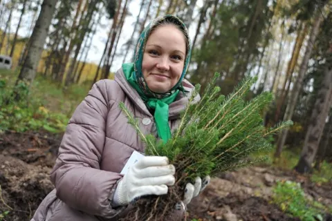 В Ярославском районе высадили три тысячи молодых елей